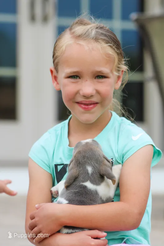 Scamp – Beagle puppy for sale in Myerstown, PA