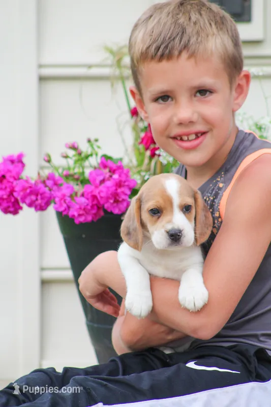 Prince – Beagle puppy for sale in Myerstown, PA