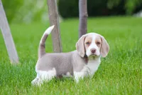 Sophie, a female Beagle for sale in Myerstown, PA – 9 of 9