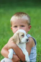 Macy, a female Beagle for sale in Myerstown, PA – 4 of 9