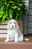 Sophie, a female Beagle for sale in Myerstown, PA – 7 of 9