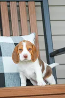 Buster, a male Beagle for sale in Myerstown, PA – 7 of 10