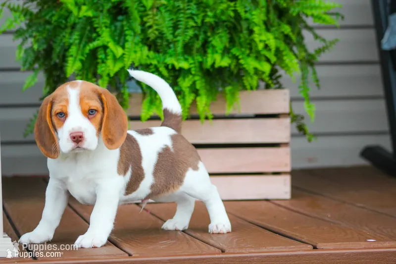 Buster – Beagle puppy for sale in Myerstown, PA