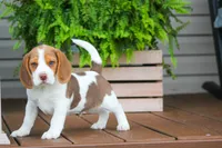 Buster, a male Beagle for sale in Myerstown, PA – 4 of 10