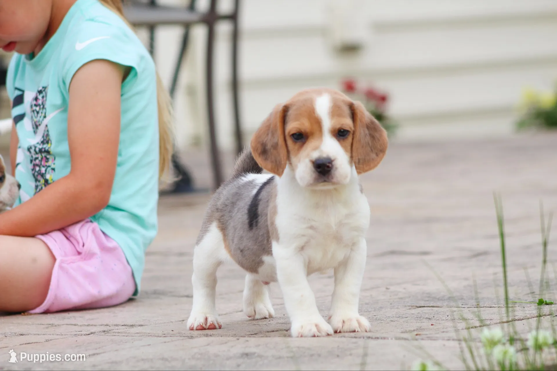 Prince, a male Beagle for sale in Myerstown, PA – 3 of 10