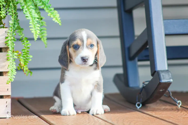 Scamp – Beagle puppy for sale in Myerstown, PA