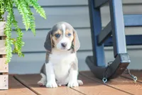 Scamp, a male Beagle for sale in Myerstown, PA – 6 of 6