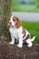 Buster, a male Beagle for sale in Myerstown, PA – 6 of 10