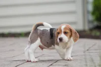 Prince, a male Beagle for sale in Myerstown, PA – 9 of 10
