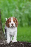 Buster, a male Beagle for sale in Myerstown, PA – 8 of 10