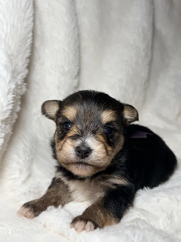 Purple – Yorkshire Terrier puppy for sale in Guyton, GA