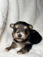 Purple, a female Yorkshire Terrier for sale in Guyton, GA – 1 of 1