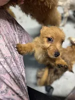 Jeff, a male Norwich Terrier for sale in Blountville, TN – Photo 5 of 6