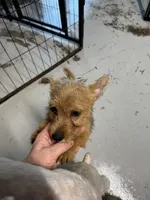 Jeff, a male Norwich Terrier for sale in Blountville, TN – Photo 3 of 6