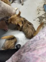 Jeff, a male Norwich Terrier for sale in Blountville, TN – Photo 4 of 6