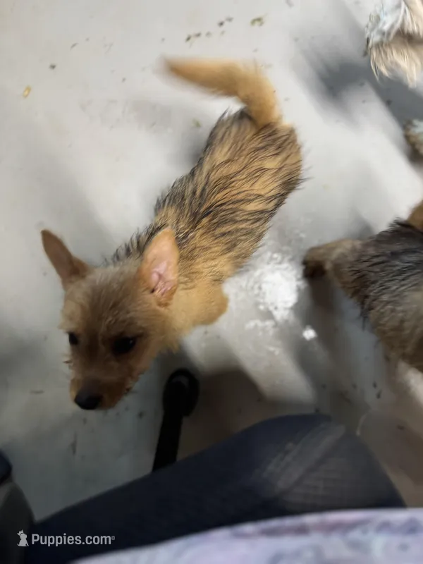 Jeff, a male Norwich Terrier for sale in Blountville, TN – Photo 1 of 6