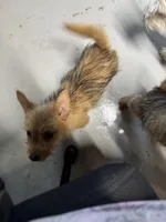 Jeff, a male Norwich Terrier for sale in Blountville, TN – Photo 1 of 6