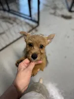 Jeff, a male Norwich Terrier for sale in Blountville, TN – Photo 2 of 6