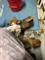 Mutter, a male Norwich Terrier for sale in Blountville, TN – Photo 3 of 7