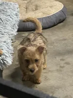 Mutter, a male Norwich Terrier for sale in Blountville, TN – Photo 1 of 7