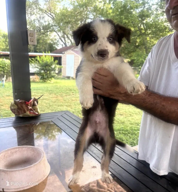 Bandit – Australian Shepherd, Border Collie puppy for sale in Floresville, TX