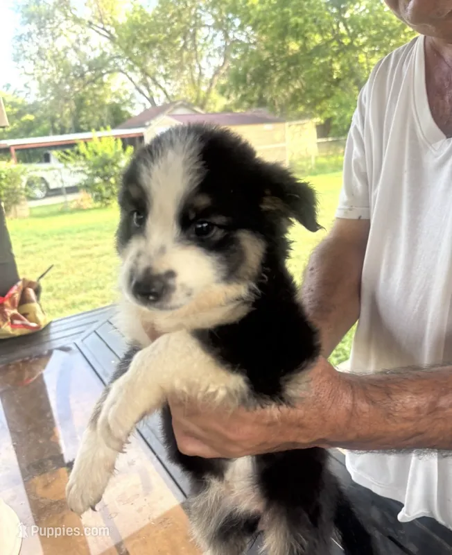Luna – Australian Shepherd, Border Collie puppy for sale in Floresville, TX