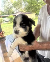 Luna, a female Australian Shepherd and Border Collie for sale in Floresville, TX – 1 of 1