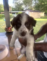 Brownie, a female Australian Shepherd and Border Collie for sale in Floresville, TX – 1 of 1