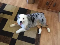 Bluey, a male Australian Shepherd for sale in Bakersfield, CA – 9 of 10
