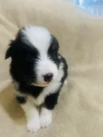 Sheba, a female Australian Shepherd for sale in Bakersfield, CA – 3 of 10