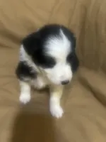 Trixie, a female Australian Shepherd for sale in Bakersfield, CA – 2 of 9