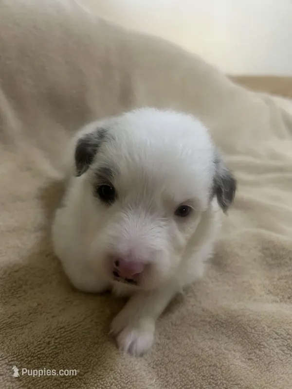 Charlie  – Australian Shepherd puppy for sale in Bakersfield, CA