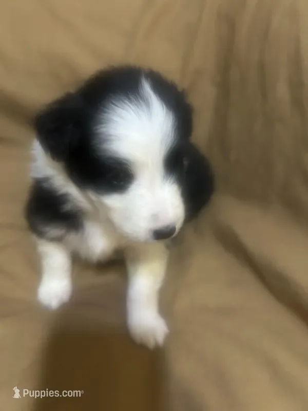 Trixie – Australian Shepherd puppy for sale in Bakersfield, CA