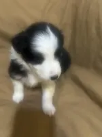 Trixie, a female Australian Shepherd for sale in Bakersfield, CA – 1 of 9