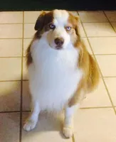 Bluey, a male Australian Shepherd for sale in Bakersfield, CA – 10 of 10