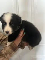 Panda, a male Australian Shepherd for sale in Bakersfield, CA – 3 of 10