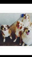Charlie , a male Australian Shepherd for sale in Bakersfield, CA – 9 of 10