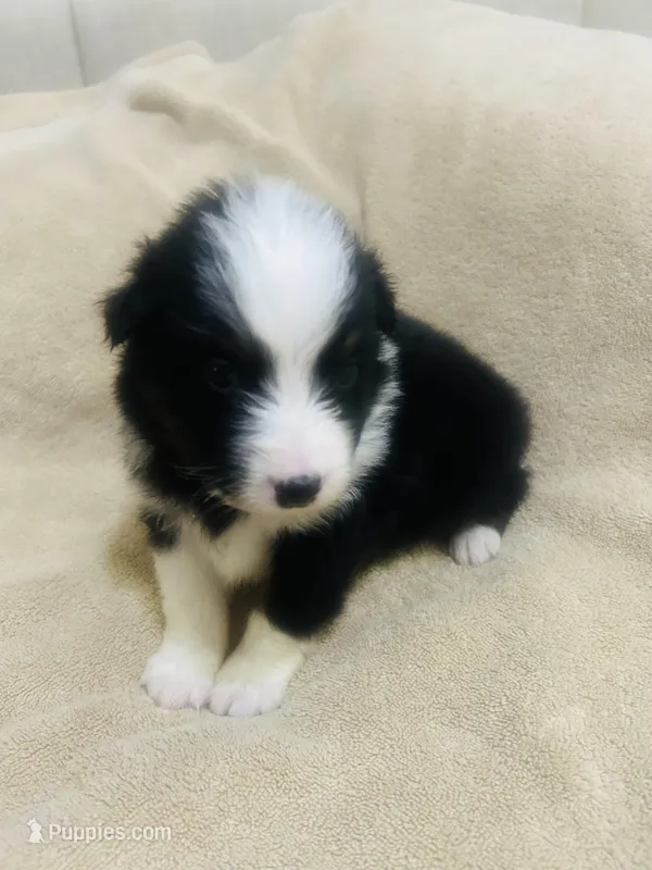 Sheba – Australian Shepherd puppy for sale in Bakersfield, CA