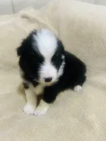 Sheba, a female Australian Shepherd for sale in Bakersfield, CA – 1 of 10