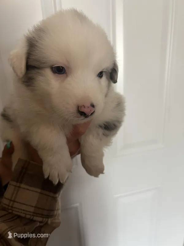 Bluey – Australian Shepherd puppy for sale in Bakersfield, CA