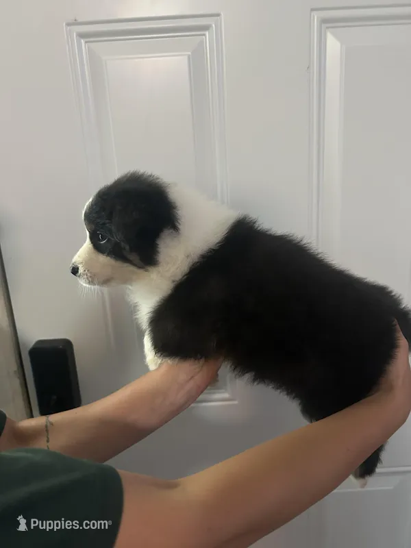 Panda – Australian Shepherd puppy for sale in Bakersfield, CA
