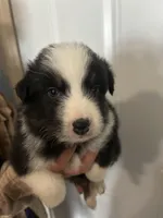 Panda, a male Australian Shepherd for sale in Bakersfield, CA – 2 of 10