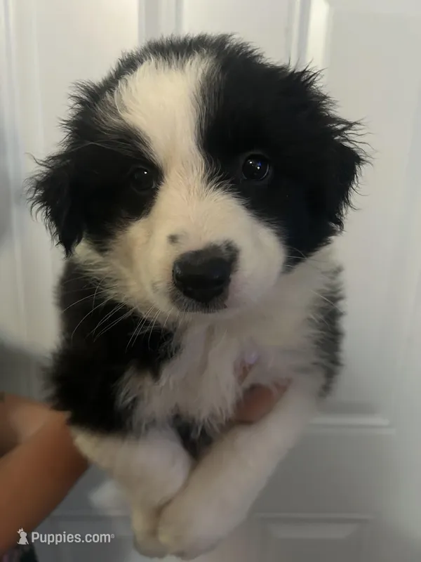 Trixie – Australian Shepherd puppy for sale in Bakersfield, CA