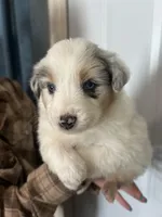 Moose, a female Australian Shepherd for sale in Bakersfield, CA – 1 of 10