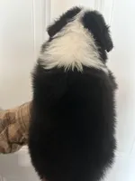Panda, a male Australian Shepherd for sale in Bakersfield, CA – 5 of 10