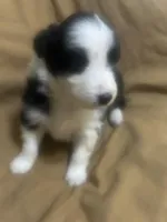 Trixie, a female Australian Shepherd for sale in Bakersfield, CA – 4 of 9