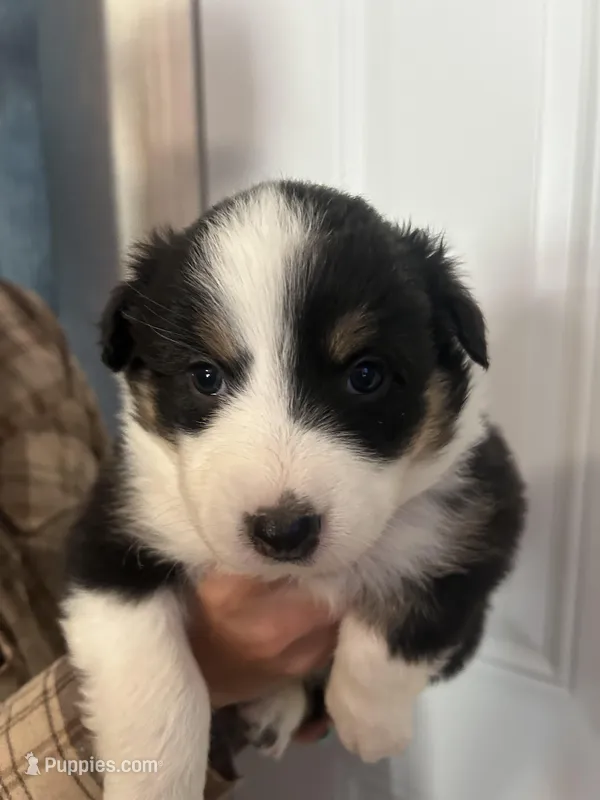 Sheba – Australian Shepherd puppy for sale in Bakersfield, CA