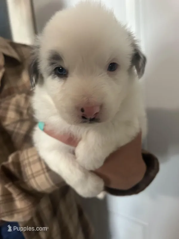 Charlie  – Australian Shepherd puppy for sale in Bakersfield, CA