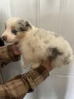 Moose, a female Australian Shepherd for sale in Bakersfield, CA – 3 of 10