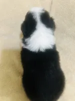 Sheba, a female Australian Shepherd for sale in Bakersfield, CA – 4 of 10